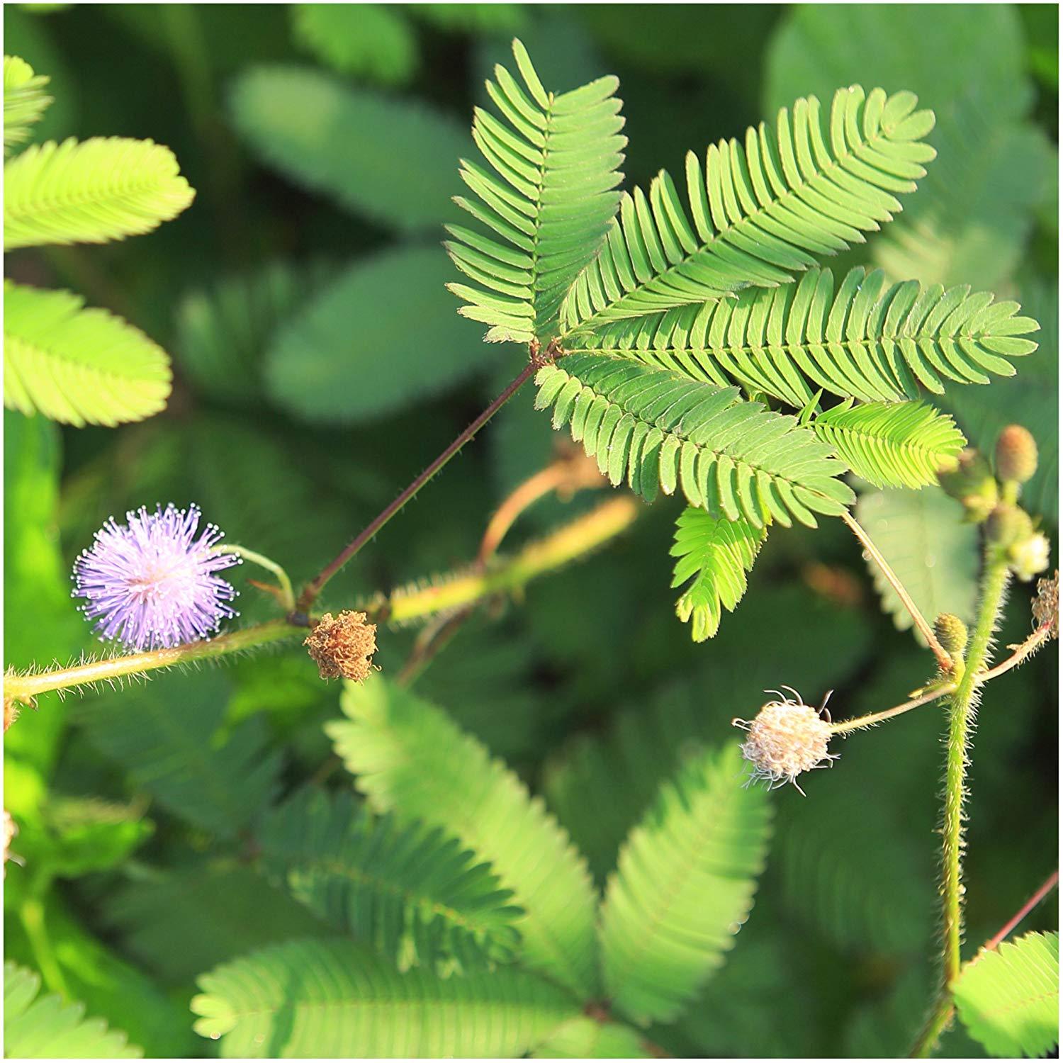Plantes sensibles au toucher - Maison & Bureau