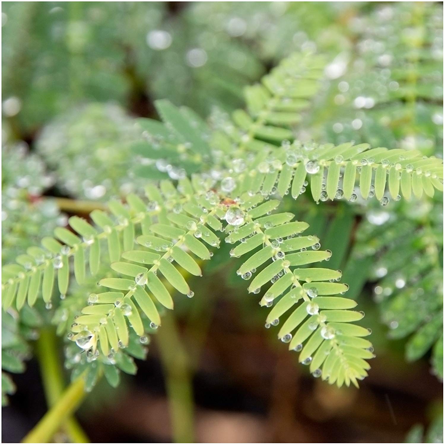 Plantes sensibles au toucher - Maison & Bureau
